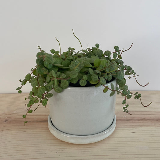 Small White Planter with Saucer