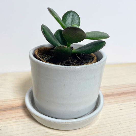 Mini White Planter with Saucer