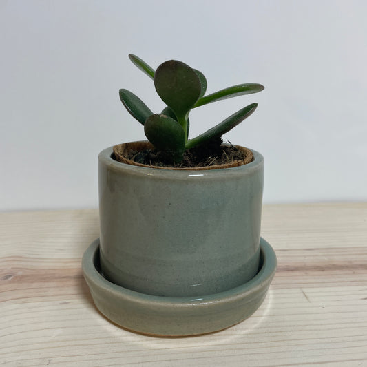 Mini Green Planter with Saucer