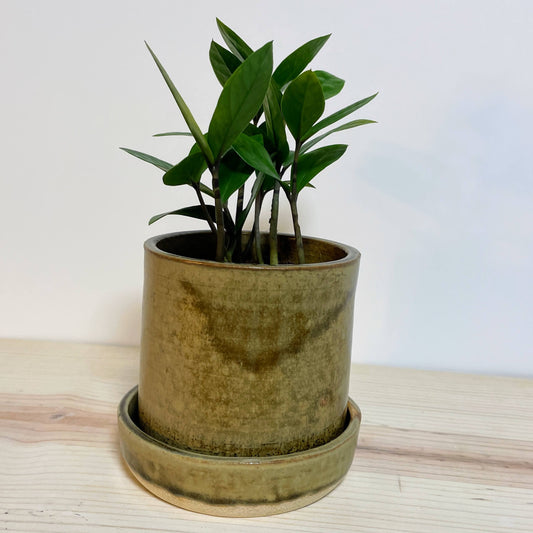 Small Mustard Planter with Saucer