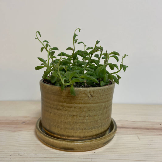 Small Mustard Planter with Saucer