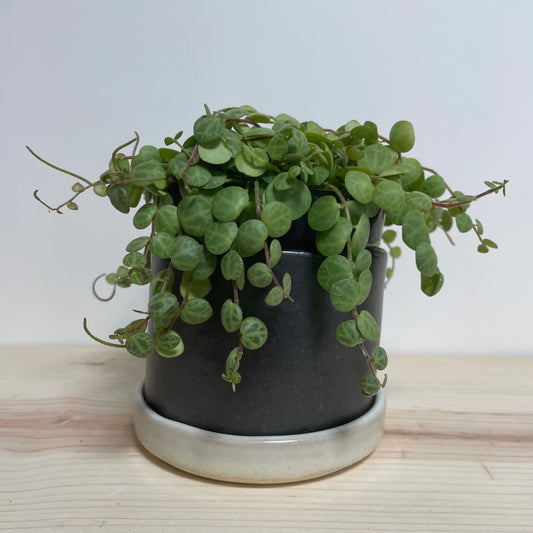 Small Black Planter with White Saucer